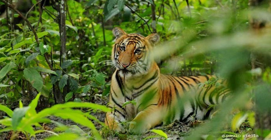 Bardia National Park