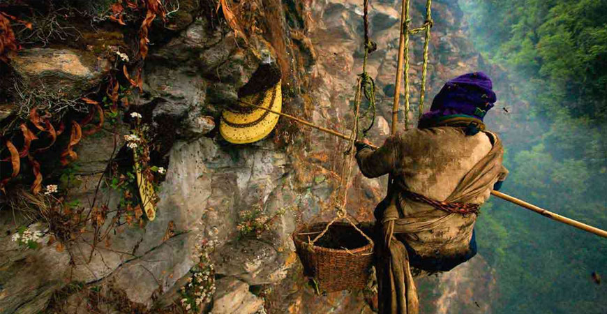 Honey Hunting Tour in Nepal
