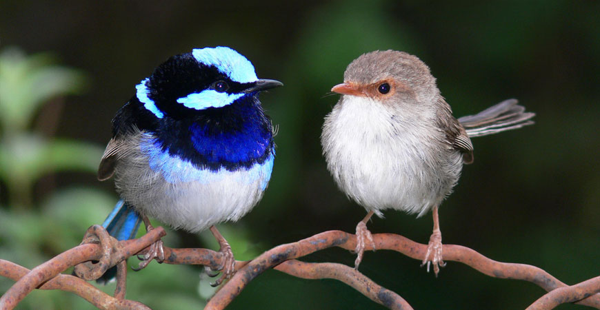 Koshi Tappu Wildlife Reserve