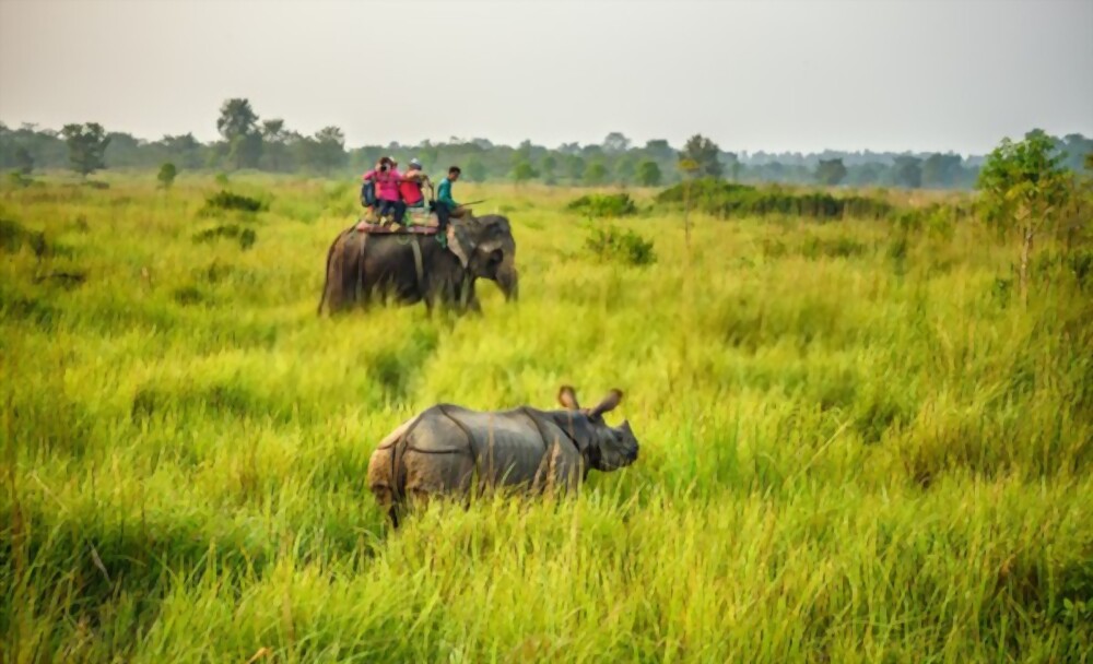 Nepal Jungle Safari