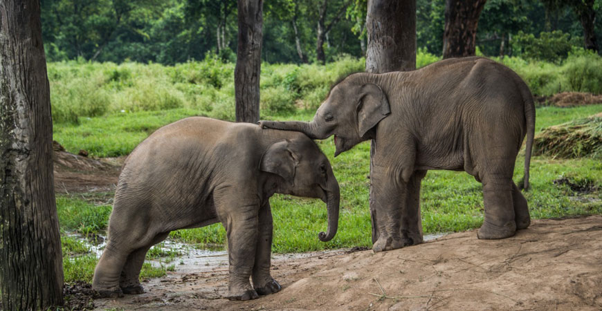Nepal Wildlife and Culture Tour